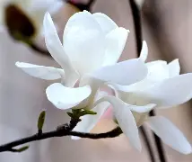塔图姆场均17+8的内细节曝光的简单介绍